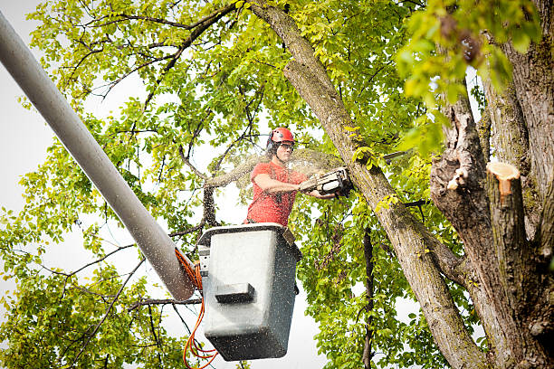 Best Tree Disease Treatment  in Xenia, OH